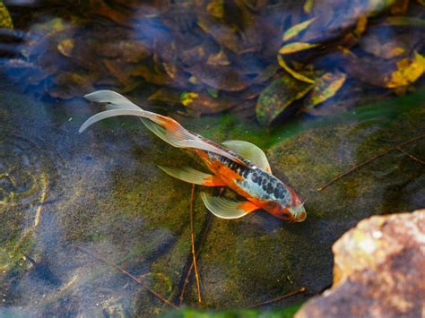 金色の金魚|金魚とはどんな魚？特徴や種類、寿命、価格を紹介！ │ ソルナ。